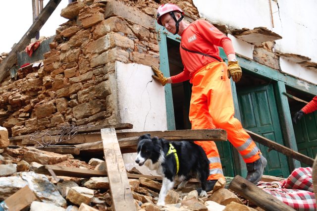 rescue-dog
