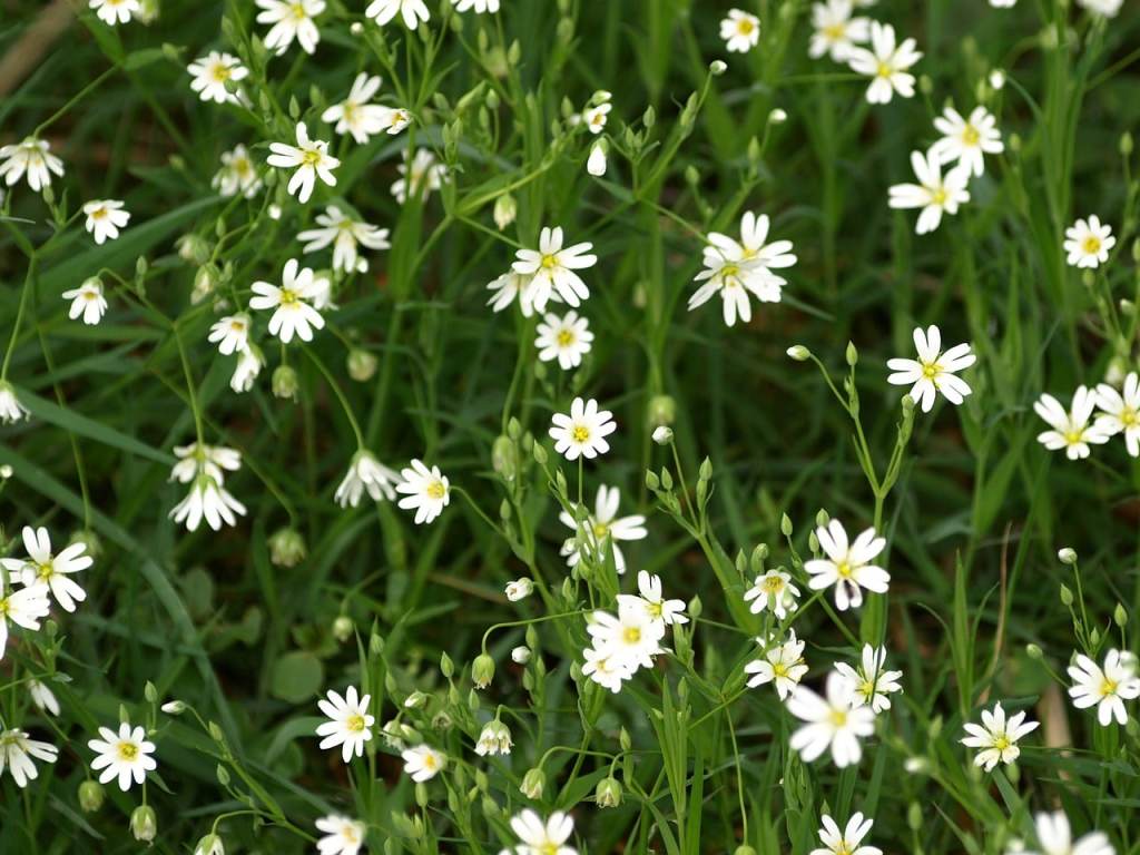 chickweed