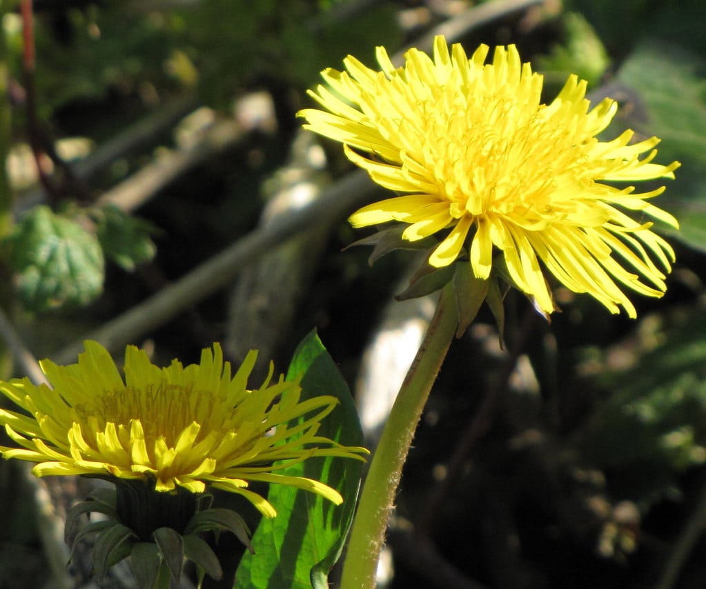 dandelion