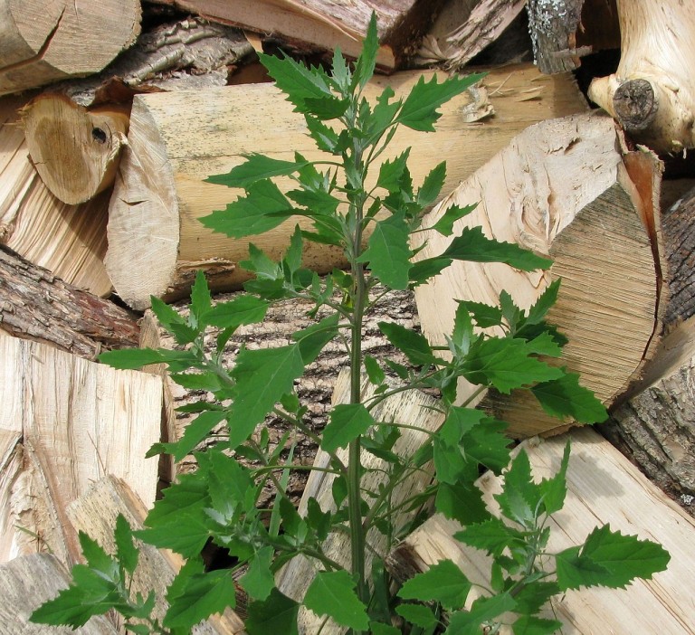 lambs-quarters