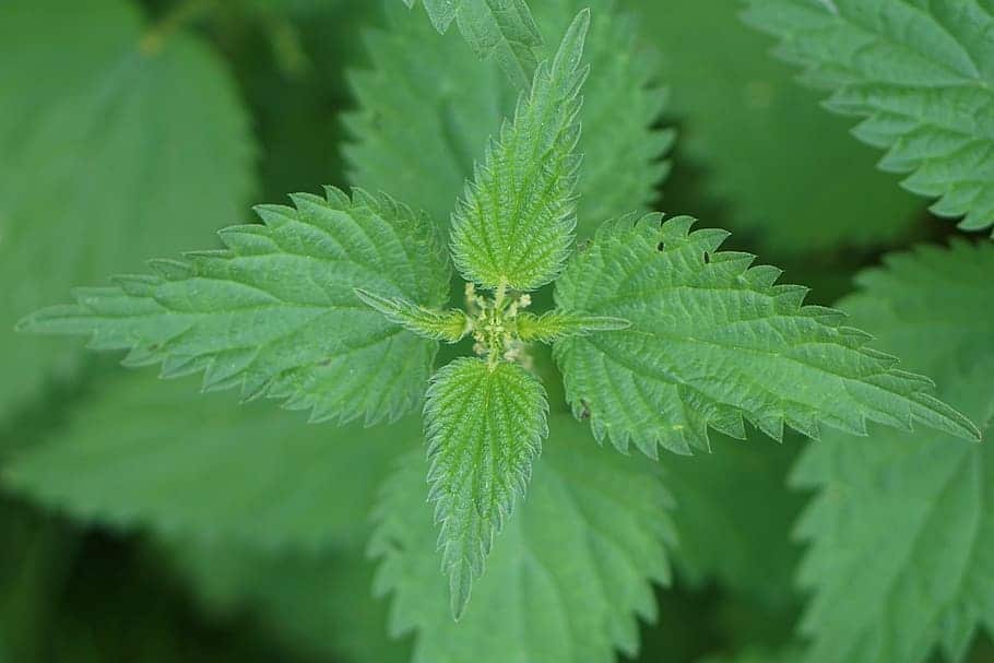 stinging-nettle-plant