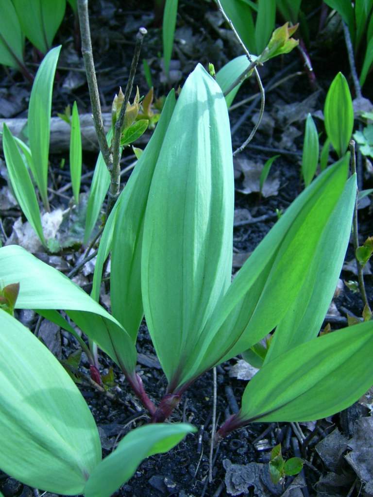 wild-leek